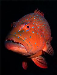 Coral trout on velvet. Olympus 5050; single Inon 220s str... by Kristin Anderson 